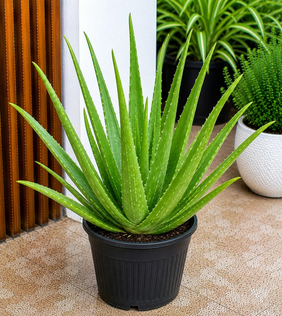 Aloe Vera